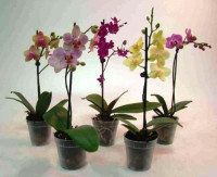 19-07-2012_orchidees