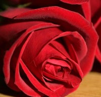 16-01-2013_roses-rouge