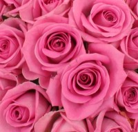 16-01-2013_roses-rose