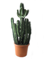 19-07-2012_cactus