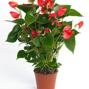 Anthurium