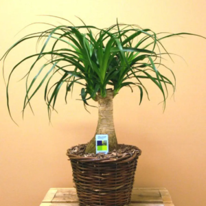 BEAUCARNEA