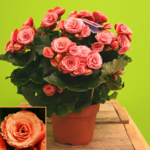 Begonia