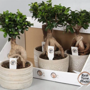 BONSAÏ FICUS GINSENG