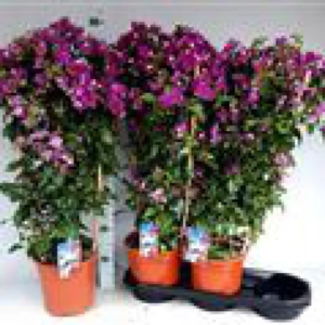 bougainvillier