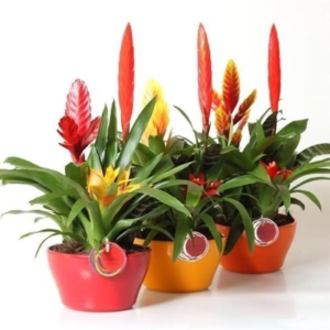 Bromelia assortis