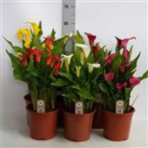 calla ( coloris au choix)