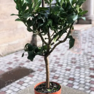 CITRONNIER BOUDDHA