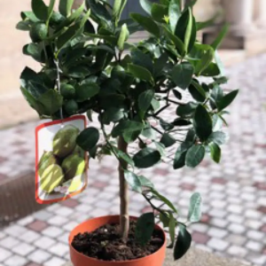 CITRONNIER COMBAVA