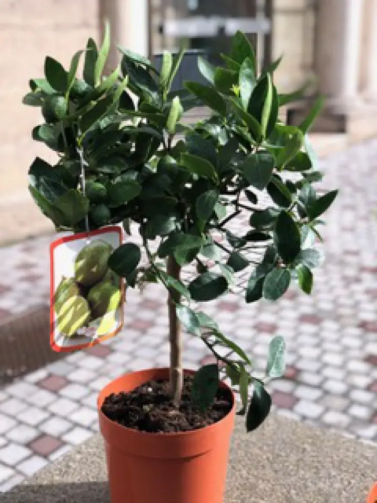 CITRONNIER COMBAVA