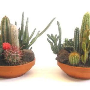COUPE CACTUS