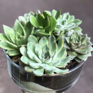 COUPE CRASSULA
