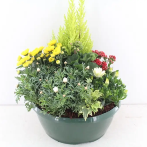coupe de plante exterieure