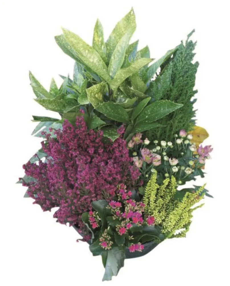 Coupe de plantes