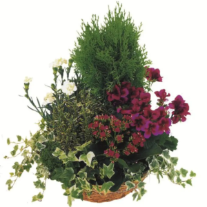 Coupe de plantes V2