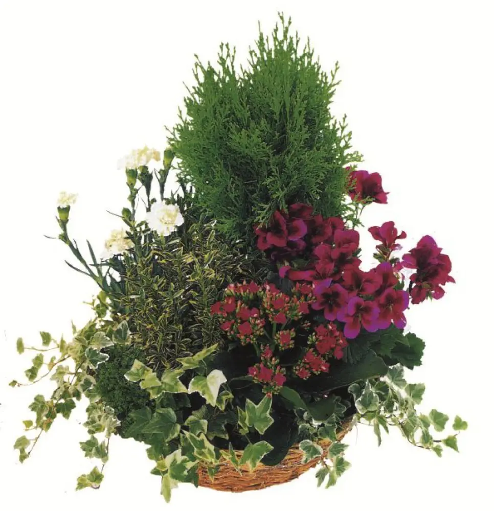 Coupe de plantes V2