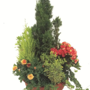 Coupe de plantes V3
