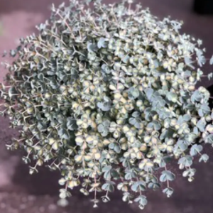 COUPE DE SEDUM 100% extérieur