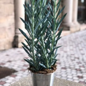 CURIO DANS SON POT EN ZINC
