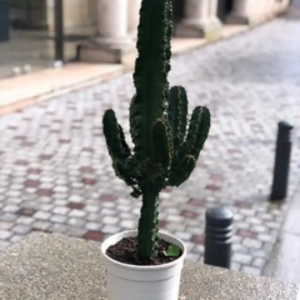 EUPHORBE INGENS