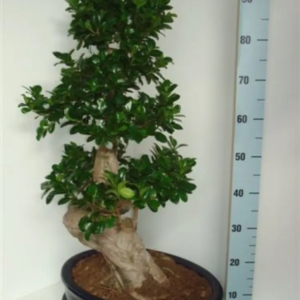 FICUS BONSAI GINSENG