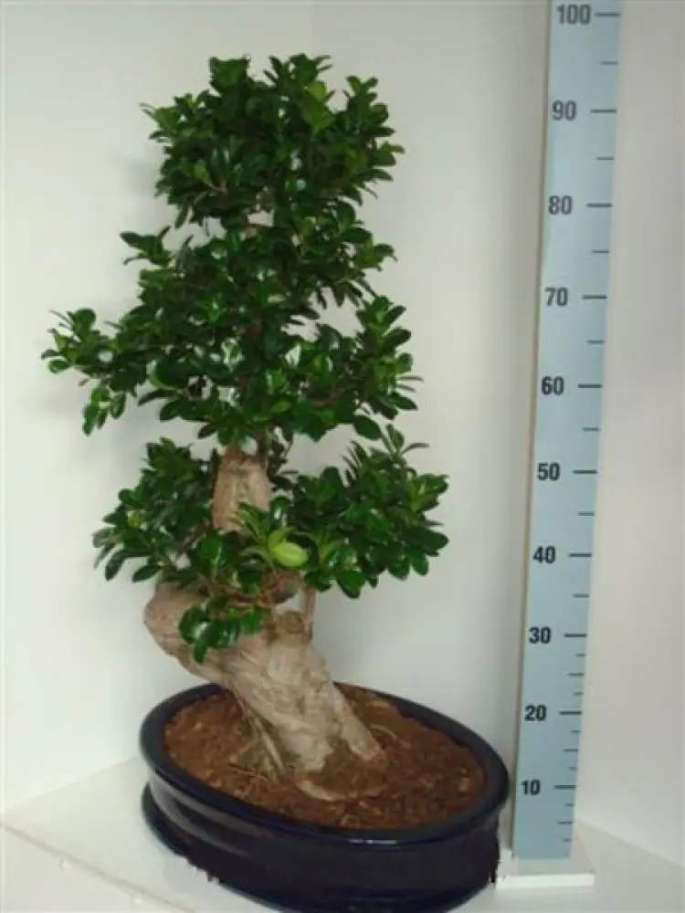 FICUS BONSAI GINSENG