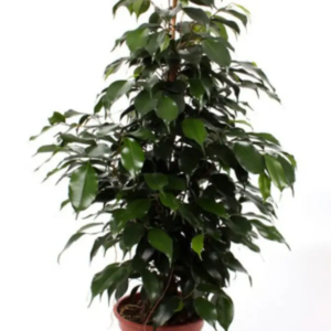 FICUS
