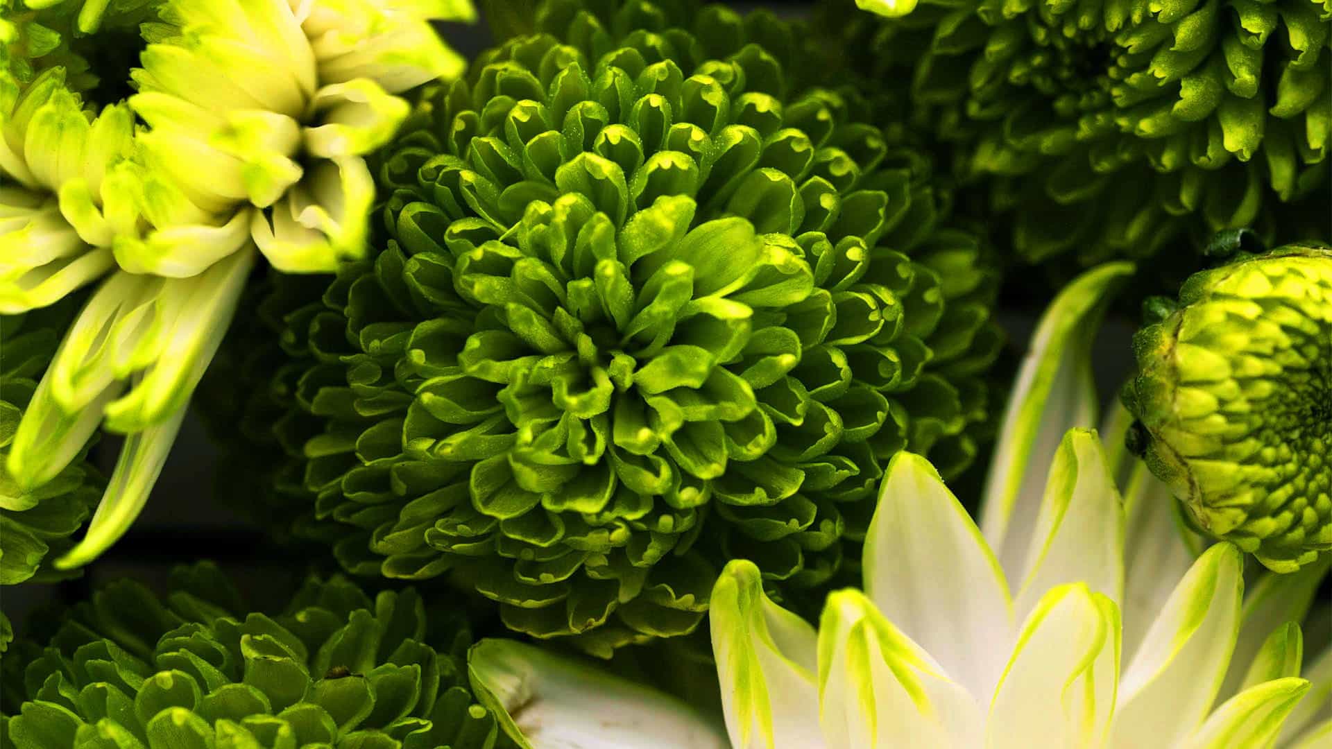 florist-green-flower-1