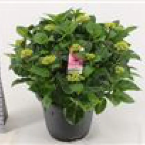 hortensia blanc exterieur XXL