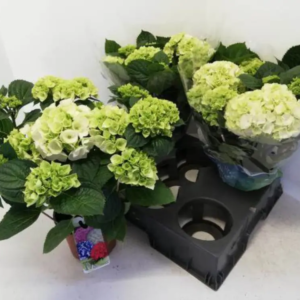 hortensia blanc