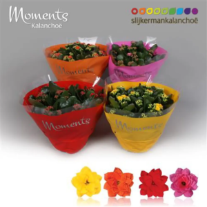 kalanchoe coupe ( coloris au choix du fleuriste)