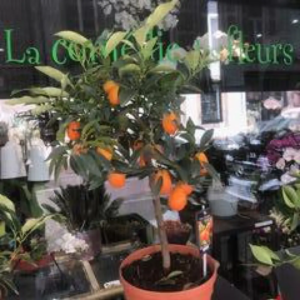 KUMQUAT