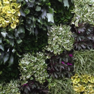 MUR VEGETAL