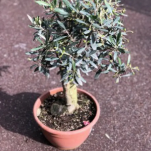 OLIVIER EN COUPE (70cm)