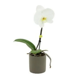 Orchidée 1 tige