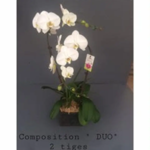 Orchidée 2 tiges