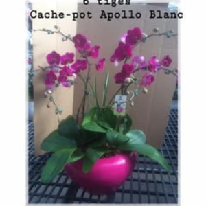Orchidée araignée 6 tiges