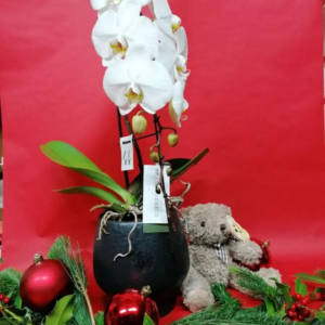 orchidee blanche et peluche