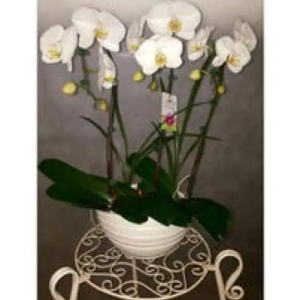Orchidée cascade 3 tiges