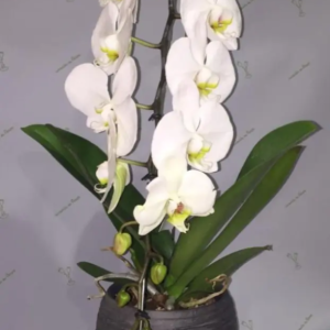 Orchidée d'exception 0,5m