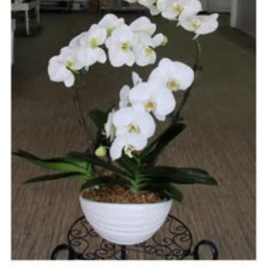 Orchidée délicate 3 tiges