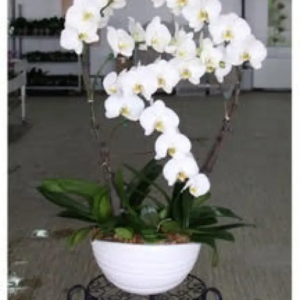 Orchidée délicate 5 tiges