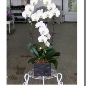 Orchidée Effet 4 tiges