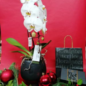 orchidée et Chocolats