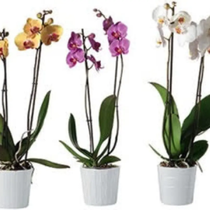 orchidee et son cache pot V2