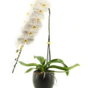 Orchidée façon japonaise
