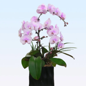 Orchidée français façon japonaise rose ou blanc