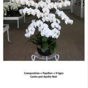 Orchidée Papillon 9 tiges production francaise