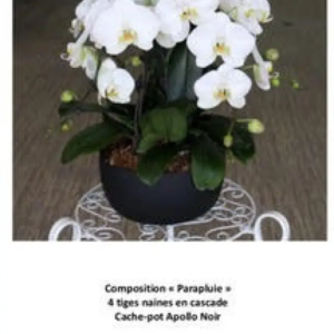 Orchidée parapluie 4 tiges