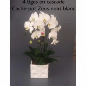 Orchidée parapluie cascade 4 tiges